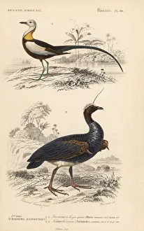 Pheasant-tailed jacana and horned screamer Pheasant-tailed jacana and horned screamer