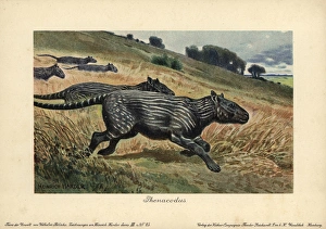 Phenacodus, extinct genus of ungulate mammals Phenacodus, extinct genus of ungulate mammals