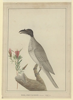 Noisy Friarbird Gallery: Philemon corniculatus, noisy friarbird