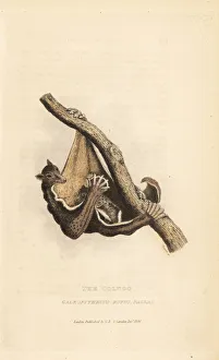 Philippine flying lemur, Cynocephalus volans Philippine flying lemur, Cynocephalus volans