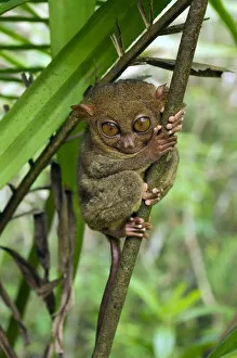 Images Dated 15th January 2008: Philippine Tarsier