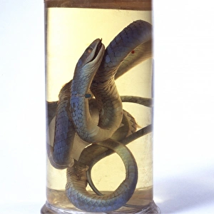 Philothamnus irregularis, western green snake Philothamnus irregularis, western green snake