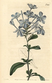 Phlox-like leadwort, Plumbago capensis Phlox-like leadwort, Plumbago capensis