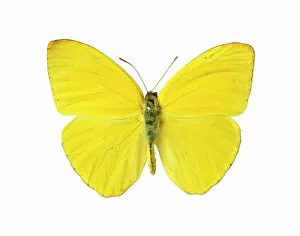 Butterfly Gallery: Phoebis sennae, cloudless sulphur butterfly