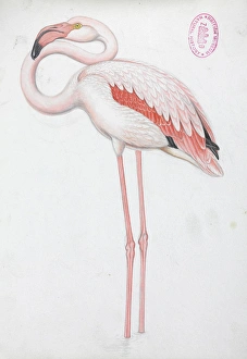 Phoenicopterus roseus, Greater Flamingo Phoenicopterus roseus, Greater Flamingo