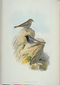Phoenicurus ochruros, black redstart Phoenicurus ochruros, black redstart
