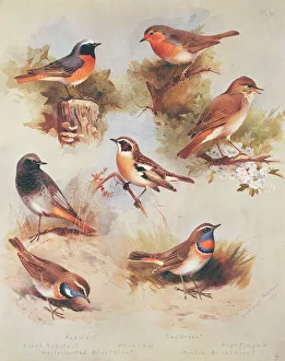 Chats And Flycatchers Gallery: 