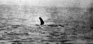 Series Gallery: Photo of the Loch Ness Monster?