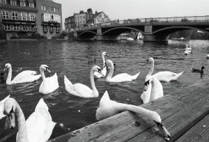 Prints of Mute swans feed from a pontoon near the Windsor Bridge across the River Thames, Henley, Berkshire, UK. First published The Sunday Times Date: 1989 Berkshire Prints: Mute Swans on the River Thames, Henley Print 1989