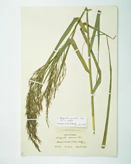 Phragmites australis (Cav.), common reed Phragmites australis (Cav.), common reed