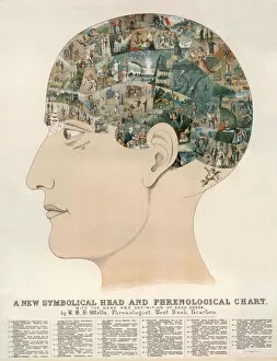 Representation Gallery: Phrenological Head