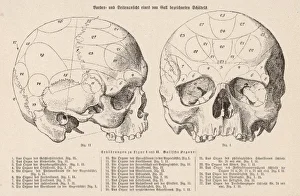 System Gallery: Phrenology - Gall