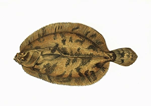 Phrynorhombus norvegicus, or Ekstroms Topknot Phrynorhombus norvegicus, or Ekstroms Topknot