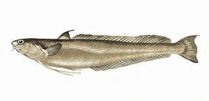 Phycis blennoides, or Blennoid Forkbeard Phycis blennoides, or Blennoid Forkbeard