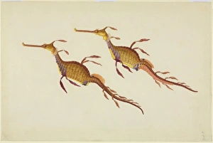 Phyllopteryx taeniolatus, weedy seadragon Phyllopteryx taeniolatus, weedy seadragon