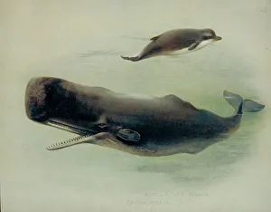 Physeter catodon and Hyperoodon ampullatus Physeter catodon and Hyperoodon ampullatus