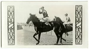 Piastoon, Australian race horse