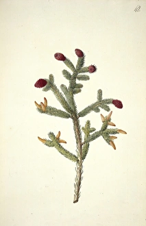 Picea glauca (Moench.) Voss., white spruce Picea glauca (Moench.) Voss., white spruce