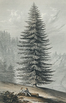 Picea Grandis