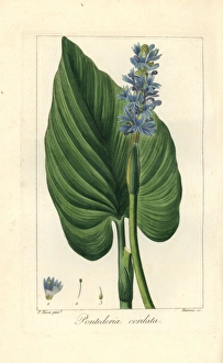 Pickerel weed, Pontederia cordata Pickerel weed, Pontederia cordata