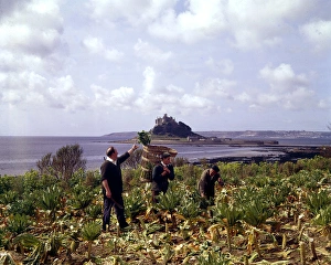 Picking broccoli at Marazion, Cornwall Picking broccoli at Marazion, Cornwall