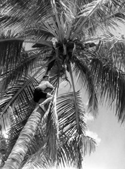 Picking Coconuts Picking Coconuts