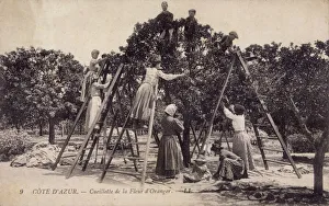 Picking orange flowers for making perfume Picking orange flowers for making perfume
