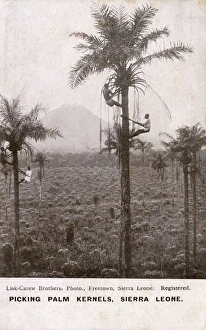 Related Images Gallery: Picking palm kernels, Sierra Leone, West Africa