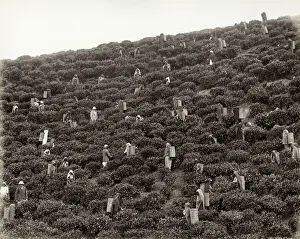 Picking tea, tea plantation, India or Celylon, Sri Lanka Picking tea, tea plantation, India or Celylon, Sri Lanka