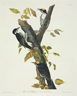 Picoides arcticus, black-backed woodpecker Picoides arcticus, black-backed woodpecker
