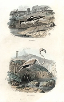 Pied avocet and greater flamingo Pied avocet and greater flamingo
