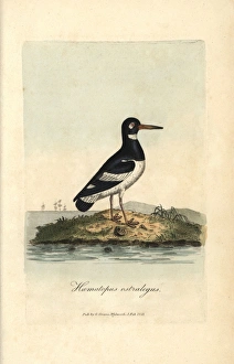 Pied oystercatcher, Haematopus ostralegus Pied oystercatcher, Haematopus ostralegus
