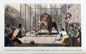 Pierce Egans Anecdotes: lion killing dogs in Warwick Pierce Egans Anecdotes: lion killing dogs in Warwick