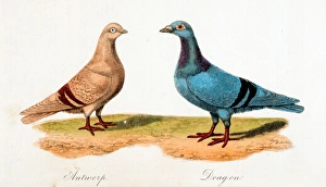 <b class=qtipBold><figcaption>Pigeons: Antwerp, Dragon</figcaption></b><br>Pigeons: Antwerp, Dragon. Illustration from John Matthews Eaton, A treatise on the art of breeding and managing, tame, domesticated and fancy pigeons. Date: 1858<br><em>© The John Innes Centre/The John Innes Foundation/Mary Evans</em> Pigeons: Antwerp, Dragon