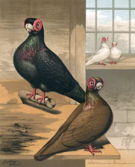 Barbs Gallery: Pigeons - Black and Dun Barbs, English Fancy Breed