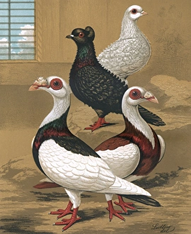 Pigeons - Frill-Backs and Scandaroons, Fancy Breed Pigeons - Frill-Backs and Scandaroons, Fancy Breed