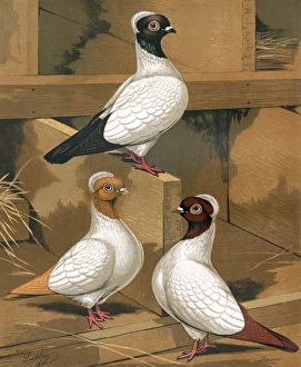 Pigeons - Three Nuns with varied colourations, Fancy Breed Pigeons - Three Nuns with varied colourations, Fancy Breed