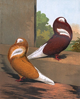 Pigeons - Red and Yellow Jacobins, Fancy Breed Pigeons - Red and Yellow Jacobins, Fancy Breed