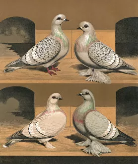 Variations Gallery: Pigeons - Varieties of Ice Pigeons, Fancy Breed