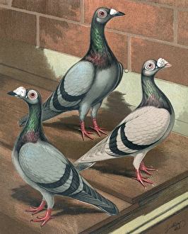 Pigeons - Young and Old, Blue and Silver Dun Dragoon Pigeons - Young and Old, Blue and Silver Dun Dragoon