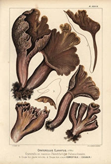 Pigs ears mushroom, Gomphus clavatus, Craterellus Pigs ears mushroom, Gomphus clavatus, Craterellus