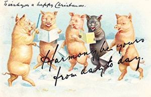 Five pigs singing carols on a Christmas postcard Five pigs singing carols on a Christmas postcard