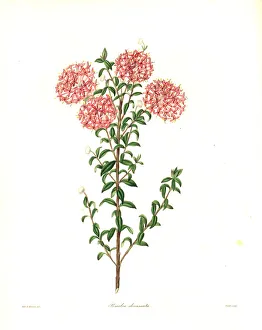Pimelea ferruginea var. diosmaefolia Pimelea ferruginea var. diosmaefolia