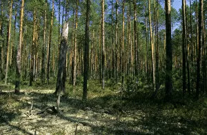 Pine taiga - forest with forest floor covered in