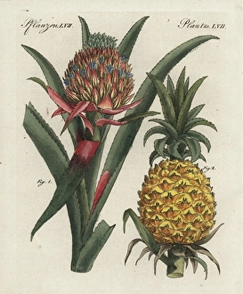 Pineapple flower and fruit, Ananas comosus Pineapple flower and fruit, Ananas comosus