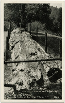 The Pines - Petrified Forest - Santa Rosa, California The Pines - Petrified Forest - Santa Rosa, California