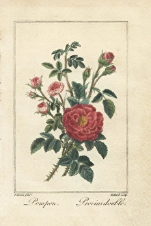 Pink button rose and double Provence rose Pink button rose and double Provence rose