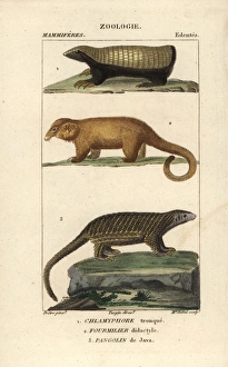 Pink fairy armadillo, pygmy anteater and Sunda Pink fairy armadillo, pygmy anteater and Sunda