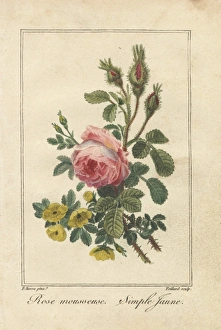 Pink moss rose, Rosa muscosa, and yellow dog Pink moss rose, Rosa muscosa, and yellow dog