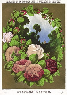 Pink and red roses in a flower arrangement Pink and red roses in a flower arrangement